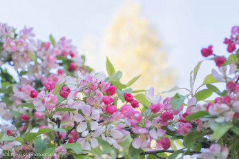 Картинка цветы цветущие+деревья+ +кустарники нежно цветение цветочки листики ветка
