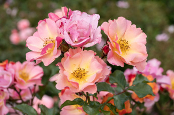 Картинка цветы розы цветение лепестки листья роза розовая