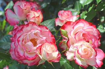 Картинка цветы розы роза бутон лепестки листья цветение rose bud petals leaves blossoms