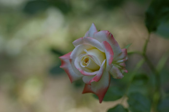 Картинка цветы розы роза розовая листья лепестки цветение
