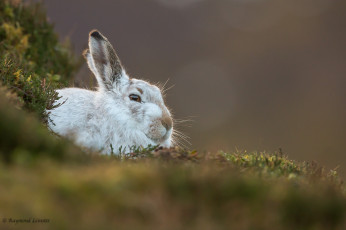 Картинка животные кролики +зайцы шерсть шкура животное заяц