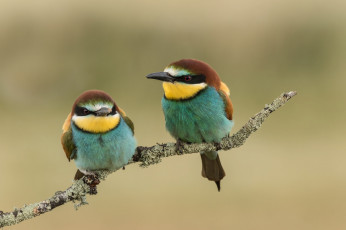 Картинка животные птицы пара ветка золотистые щурки