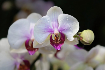 обоя цветы, орхидеи, цветение, лепестки, цветки, орхидея