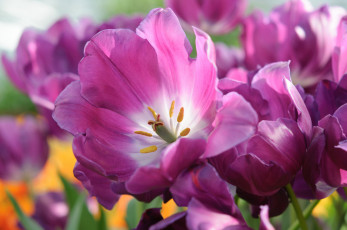Картинка цветы тюльпаны цветение лепестки бутоны капли