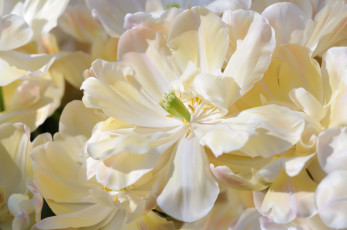 Картинка цветы тюльпаны капли цветение лепестки бутоны