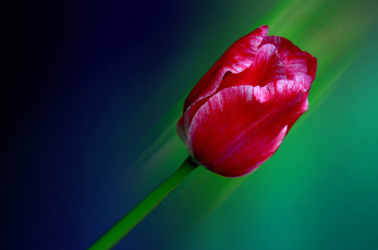 Картинка цветы тюльпаны лепестки тюльпан фон линии