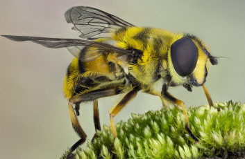 Картинка животные пчелы +осы +шмели макро