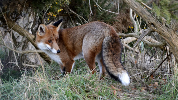 Картинка животные лисы опасна хитра шерсть окрас лиса