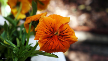 Картинка цветы анютины+глазки+ садовые+фиалки макро оранжевый