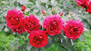 Картинка цветы розы rose petals bud blossoms цветение листья бутон лепестки роза leaves