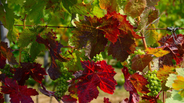 Картинка природа Ягоды +виноград виноград зеленый листья