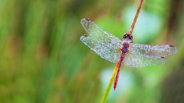 Картинка животные стрекозы стрекоза роса капли насекомое
