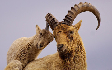 Картинка животные козы рога кавказский горный козёл