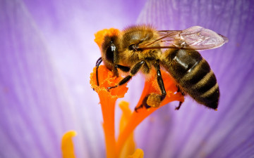 обоя животные, пчелы,  осы,  шмели, природа, цветок, пчела, насекомое