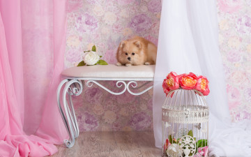 Картинка животные собаки собака лапуля клетка стена ткань обои комната лежит банкетка персиковый композиция шторы шпиц цветы щенок