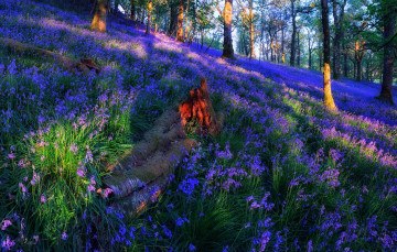 Картинка природа лес полянка цветы