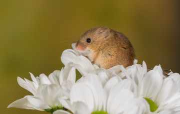 Картинка животные крысы +мыши цветы хвостик мышь