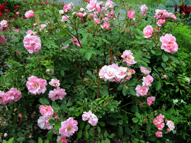 Обои картинки фото цветы, розы, куст, розовый