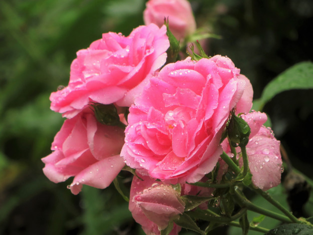 Обои картинки фото цветы, розы, лепестки, цветение, розовая, бутон, роза