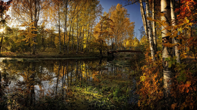 Обои картинки фото природа, реки, озера, березы, пруд, мост