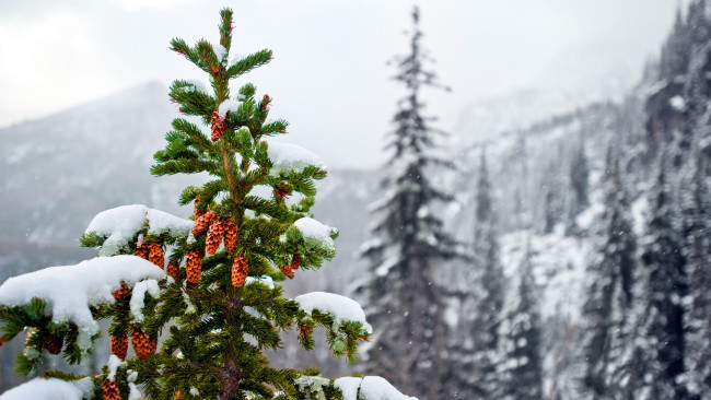 Обои картинки фото природа, шишки,  жёлуди,  каштаны, снег, елка