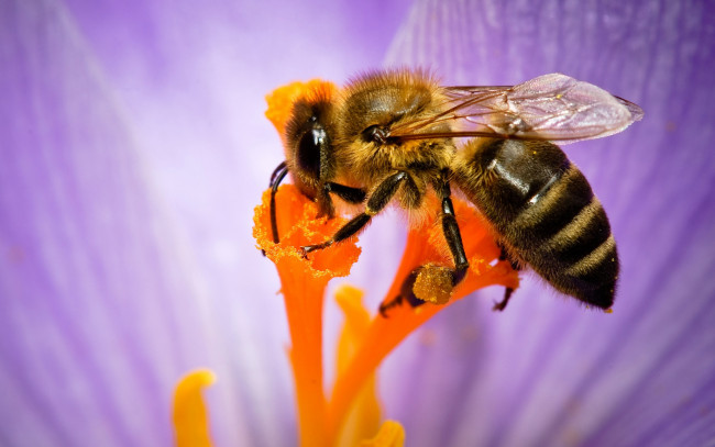 Обои картинки фото животные, пчелы,  осы,  шмели, природа, цветок, пчела, насекомое