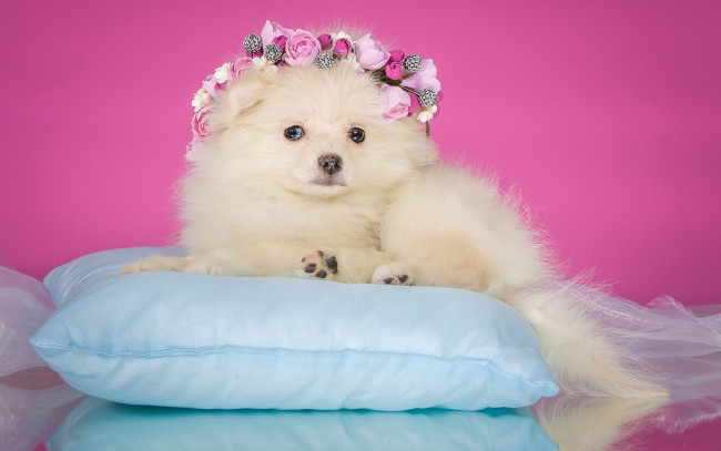Обои картинки фото животные, собаки, собака, цветы, венок, лежит, фон, щенок, органза, нарядная, подушка, розовый, шпиц
