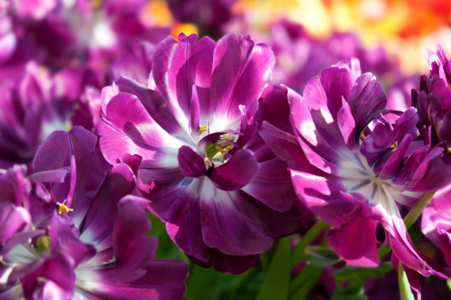 Обои картинки фото цветы, тюльпаны, цветение, разноцветные, много, лепестки