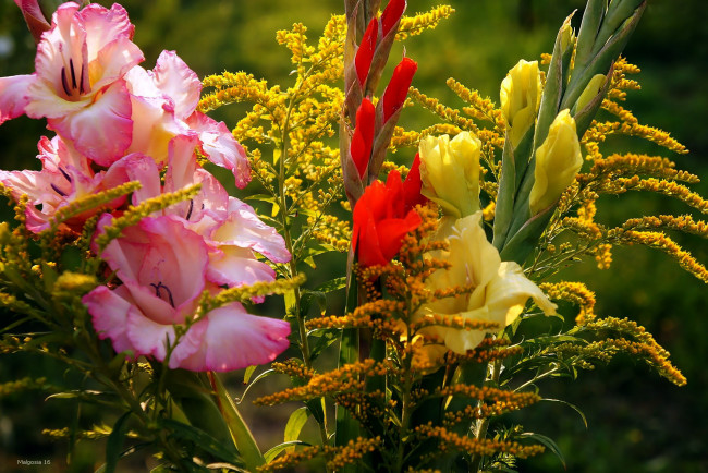 Обои картинки фото цветы, гладиолусы, желтый, красный, розовый, бутоны