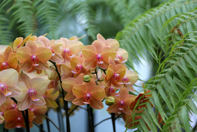 Обои картинки фото цветы, орхидеи, цветение, лепестки, цветки, орхидея
