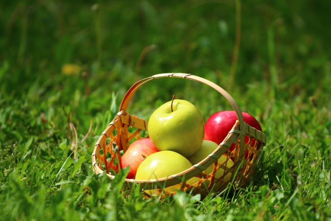 Обои картинки фото еда, Яблоки, корзинка, яблоки, трава