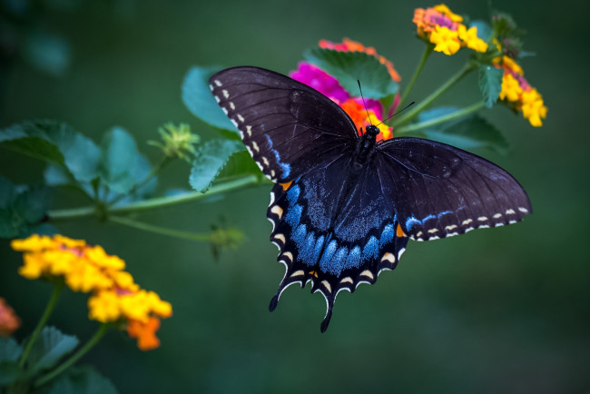 Обои картинки фото животные, бабочки,  мотыльки,  моли, бабочка, красавица, лантана, крылья