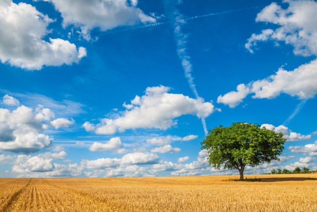 Обои картинки фото природа, деревья, поле, небо, дерево, облака