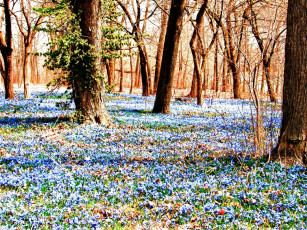Картинка природа лес весна