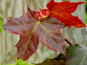 Картинка природа листья лист кленовый