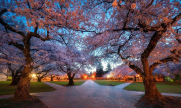 Картинка природа парк аллеи деревья весна цветение