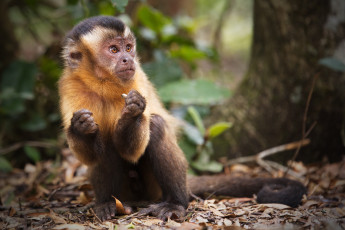 Картинка животные обезьяны обезьяна