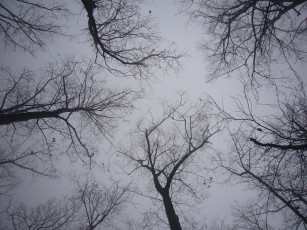 обоя природа, деревья, туман