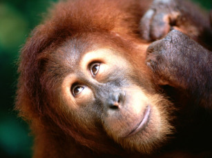 Картинка angelic face sumatran orangutan животные обезьяны