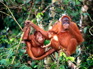 Картинка center of attention sumatran orangutans животные обезьяны