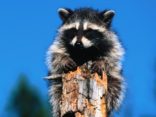 Картинка dilemma raccoon животные еноты