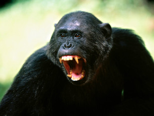 обоя his, opinion, chimpanze, животные, обезьяны