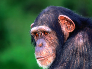 Картинка in the eye of beholder chimpanzee животные обезьяны