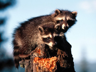 Картинка little rascals raccoons животные еноты