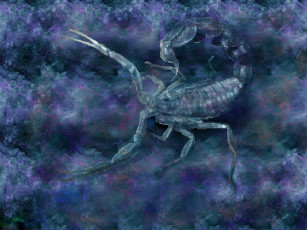 Картинка скорпион животные скорпионы
