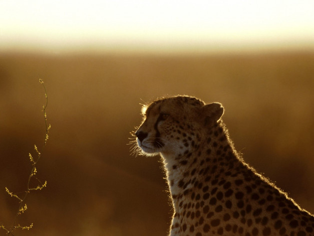 Обои картинки фото afterthoughts, cheetah, животные, гепарды