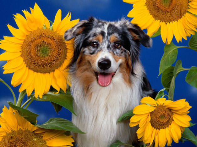 Обои картинки фото australian, shepherd, животные, собаки