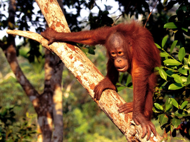 Обои картинки фото borneo, orangutan, животные, обезьяны