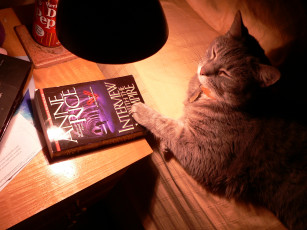 Картинка животные коты книга лампа стол