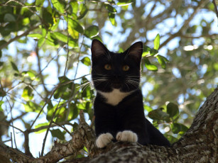 Картинка животные коты листва дерево